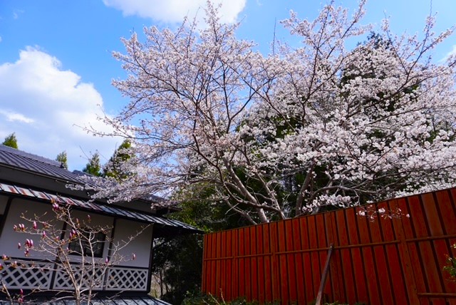 桜満開！春の絶景露天風呂
